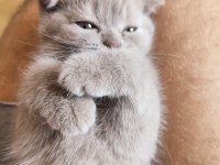 Scottish Fold dişi ve British Shorthair erkek dişi