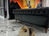 Pomeranian boo