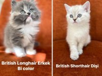 BRITISH LONGHAİR VE SHORTHAIR GÜZELLİKLER