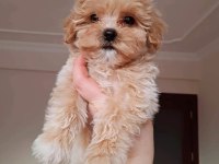 Maltipoo Yavrular