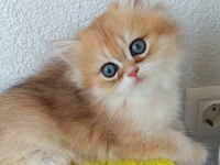 Muhteşem güzellikte golden british longhair yavrular