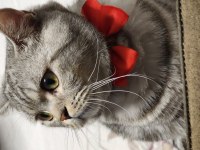 10 aylık British shorthair silver tabby oğlusumuz