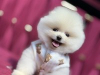 Miço Irk garantili pomeranian