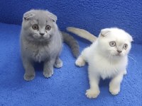 İstanbul içi 7/24 Adrese teslim scottish fold ponçikler