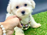 65 günlük dişi köpeğimiz