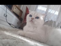 Silver point mavi gözlü yetişkin scottish fold