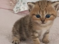 British shorthair tabby cinsi safkan