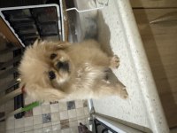 Son erkek pekinez köpeği