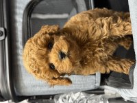 Toy Poodle Güzelliği