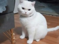 Anne Ragdoll Baba British Shorthair