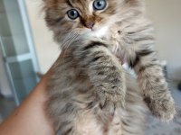 British longhair kedimiz
