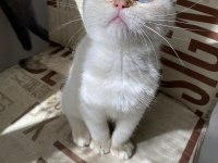 Kendini deli gibi sevdiren scottish fold yavrularım