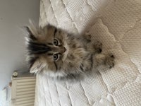 2.5 aylık british longhair yavrularımız