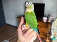 Full Evcil 3 Aylık Erkek Konur Papağanı