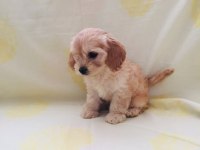 Maltipoo yavrular orijinal ev üretimi