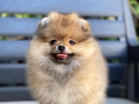 Yurt dışından gelen pomeranian yavrumuz