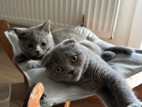 Scottish ve British fold yavrular