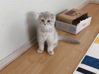 Scottish Fold Dişi
