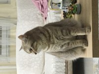 British shorthair