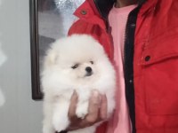 Orijinal Pomeranian Boo