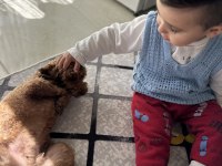 Yetişkin red brown poodle