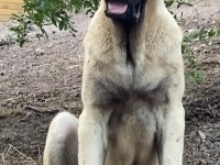 KANGAL KÖPEĞİMİZİ SAHİPLENDİRİYORUZ