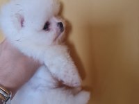 Çok Tatlı Henüz Yavru Aşılı Pomeranian