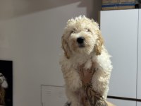 Wc eğitimli maltipoo yavrularımız