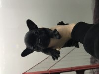 Mikro dişi French bulldog