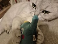 5 yaşında kısır erkek british shorthair oyuncu