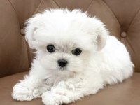 KARBEYAZ 2 AYLIK MALTESE