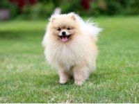 Pomeranian erkek