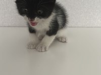 Ay ışığında sokakta bulunan sevimli kedimiz Lunaya yuva