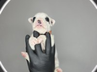 Standart renk dişi ve erkek fransız bulldog yavruları