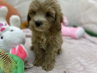 Erkek dişi maltipoo yavrular