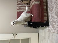 British shortair kedi sahiplendirme ilanı