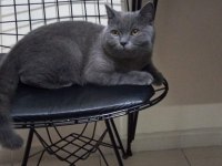 Sphynx melezi yavrular