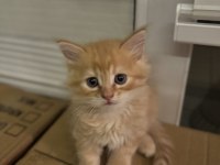 British Longhair Yavru Erkek Kedimiz