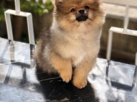4 AYLIK POMERANİAN BOO