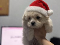 2 buçuk aylık maltipoo