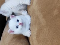 British Shorthair Yavruları