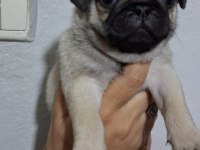 Pug Mops Bebekler
