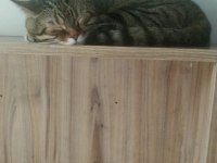 ÜCRETSİZ SAHİPLENDİRME SOSYAL KEDİLER
