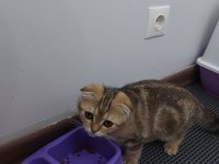 3 aylık eğitimli dişi scottish fold