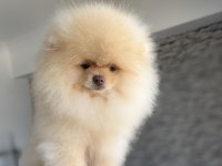 Pomeranian Boo Köpeği