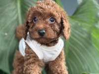 Toy Poodle Köpeği