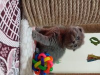 British shorthair 2 aylık yavru