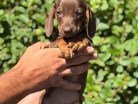 Petmode Köpek Çiftliğinde Ziyarete Açık Dachshund