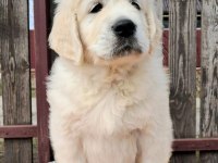 Golden Retriever Kapıda Ödeme Hizmetimiz Vardır