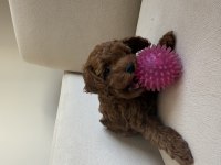 En küçük boy, gerçek red brown renginde poodle